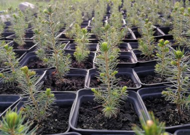 Çam, Noel ağaçları, kaplarda ardıç ve bir bitki fidanlık bonsai bahçe bitkileri