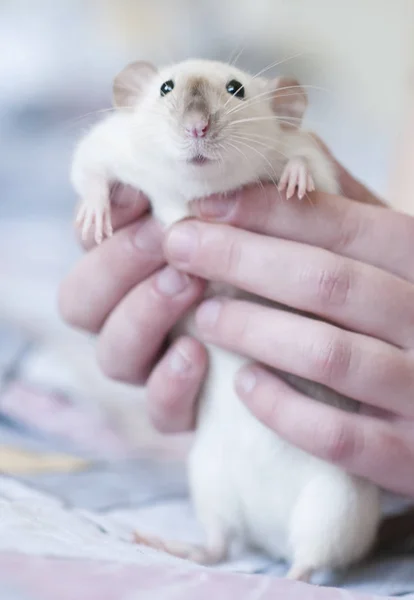 Dekoratív Sziámi patkány kezében egy nő — Stock Fotó