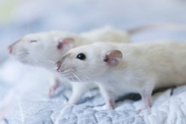 Bir kadının elinde Dekoratif Siyam sıçan