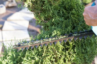 Budama Bitkileri Kapat. Profesyonel Bahçıvan Budama kozalaklı, yaşam tarzı