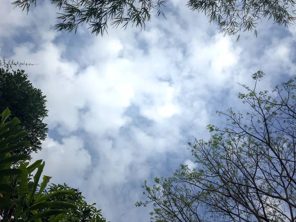 Hermosa Cielo Azul Árboles Nubes Blancas Vista Día Aire Fresco — Foto de Stock