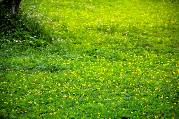 Schöne Landschaft Blick Auf Die Farbe Des Grünen Feldes Hintergrund — Stockfoto