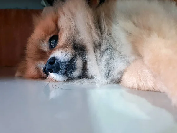 Brun Hund Pomeranian Slappe Liggende Gulvet - Stock-foto