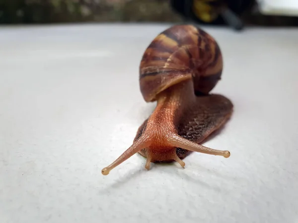 Close Big Snail Shell Crawling Helix Pomatia Ground — Stock Photo, Image