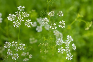 Yeşil arka plan beyaz çiçeklerle dereotu (Anethum graveolens L.)