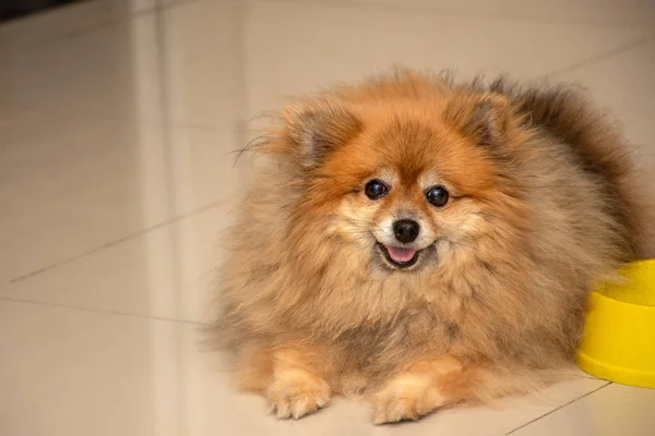 Hübscher Brauner Hund Pommersch Mit Glücklichem Gesicht Und Blick Die — Stockfoto