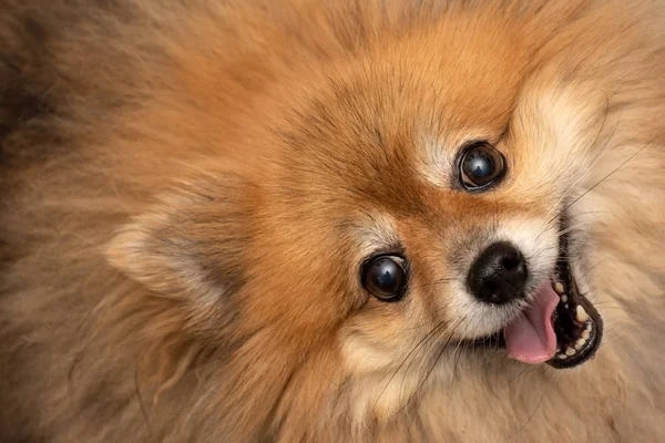 Hübscher Brauner Hund Pommersch Mit Glücklichem Gesicht Und Blick Die — Stockfoto