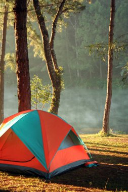 Kamp ve çadır altında çam ormanı, kamp çadır çimlere ve lagün üzerinde sabah Maceraları
