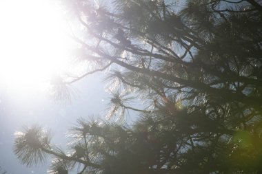 İğneler ve çam ağacı dalları patlama güneş ışığı.