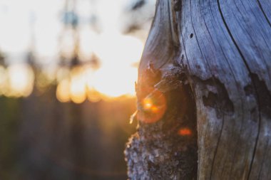 Güneş patlamaları karşı bir orman bölgesinde ölü bir ağaç. Vahşi doğada yaz/sonbahar günbatımı.