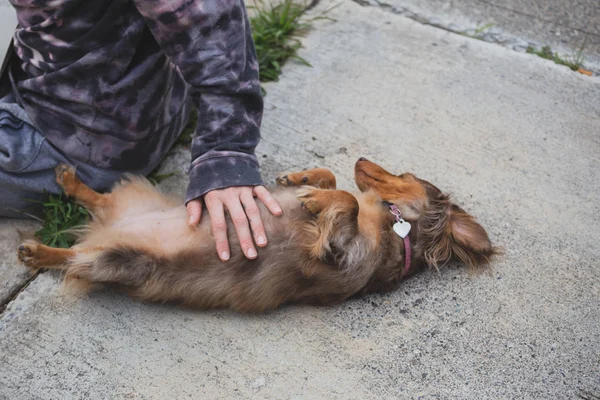 Longhaired Dapple Dachshund Dapple Doxie Laying Ground While Person Pets — Stock Photo, Image