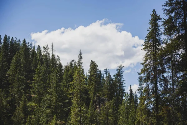 Puffy Cloud Blue Sky Mature Evergreen Forest Trees — Stock Photo, Image