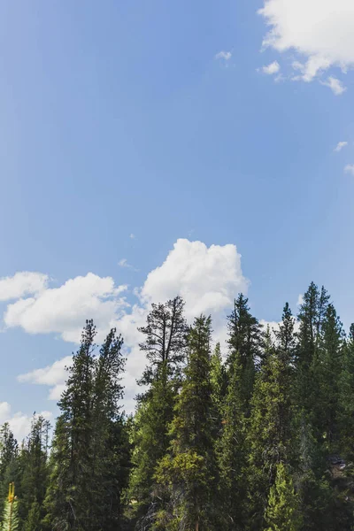 Las Nubes Flotan Detrás Pinos Altos Viejos Bosque Día Verano — Foto de Stock