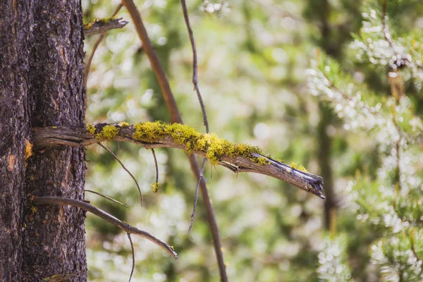 Green or yellow moss growing on a pine tree in a forest. Summer day setting.