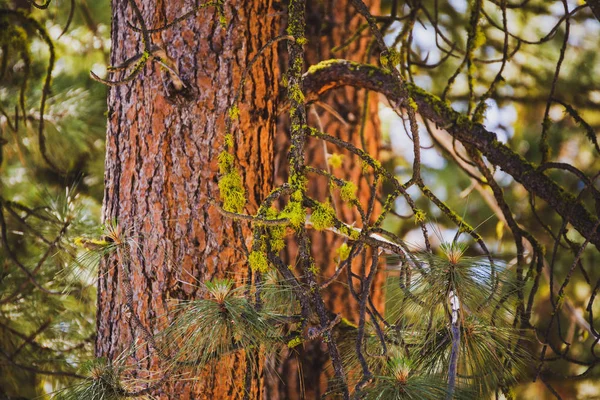 Золотой Закат Светит Коре Красновато Коричневого Дерева Национальном Лесу Айдахо — стоковое фото
