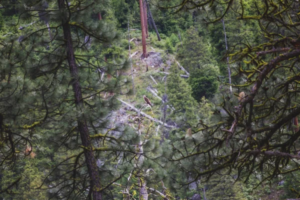 Дикі Osprey Хижий Птах Сидить Вершині Дерева Віддаленому Лісі Пустелі — стокове фото