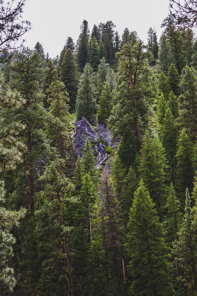 Altos Verdes Pinos Encuentran Una Montaña Junto Formaciones Rocosas Grises — Foto de Stock