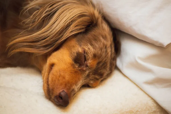 Primer Plano Dachshund Dapple Pelo Largo Que Pone Duerme Una — Foto de Stock