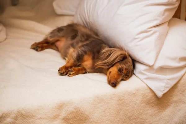 Döşeme ve yumuşak bir yatakta uyumak uzun saçlı alaca dachshund. Köpek kahverengi, benekli kürk vardır.