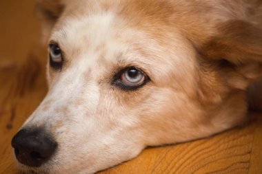 Sıkılmış arıyorsunuz bir ahşap zemin üzerinde beyaz ve kahverengi karışık-breed köpek parlak mavi gözlü bırakır.