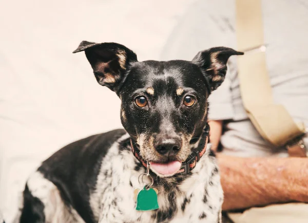 Schattige Kleine Ras Hond Met Zwarte Witte Vacht Met Tong — Stockfoto