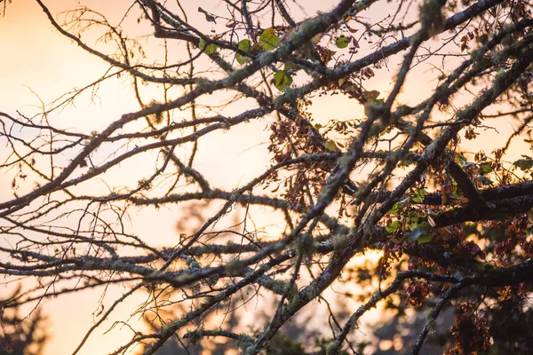 Céu Laranja Suave Brilhando Atrás Galhos Árvores Ramos Têm Pouca — Fotografia de Stock
