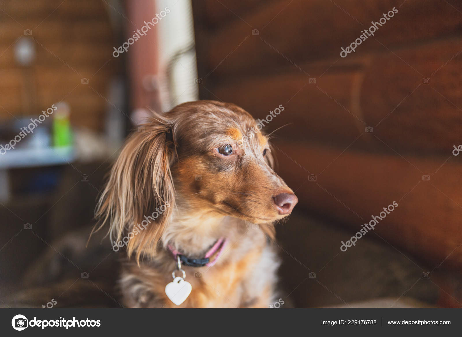 mini dapple dachshund long haired