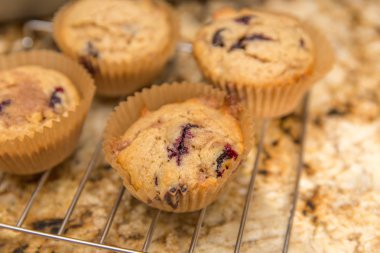 Ev bir fırın raf soğutma kağıt bardak blueberry Muffin yaptım.