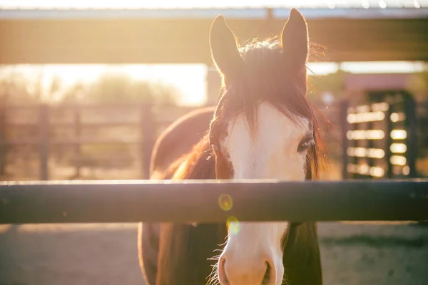 Adult horse standing in a stable in warm sunlight. Desert horse corral setting at golden hour.