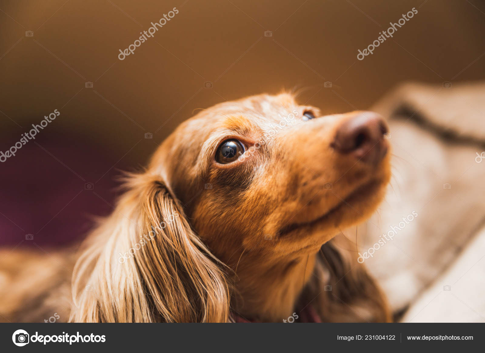 Brown And White Long Haired Dachshund Longhaired Dapple