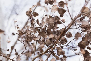 Kuru, ölü yaprakları yaprak döken bir ağaç dalları üzerinde geç sonbahar ya da kış.