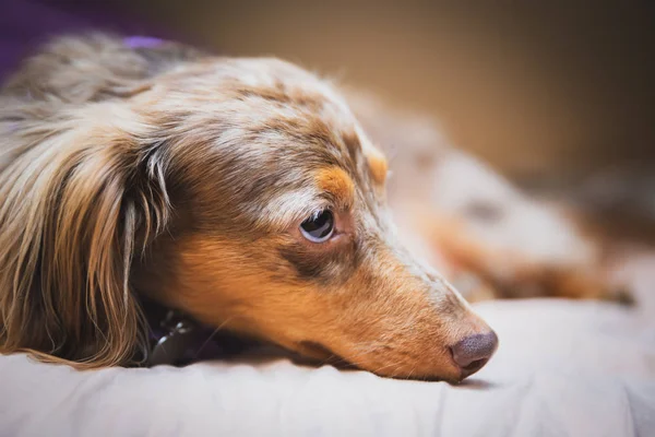 Dachshund Maçã Cabelos Compridos Com Pele Marrom Branca Que Põe — Fotografia de Stock