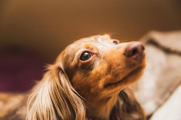 Uzun saçlı alaca dachshund bir yatakta döşeme kahverengi ve beyaz kürklü.