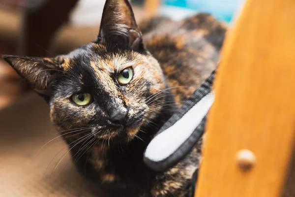 Parlak yeşil/sarı gözleri ve siyah/kahverengi kürk ile yerli kedi.