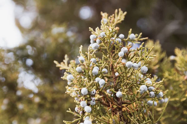 Western Juniper Tree Branches Juniper Berries Overcast Day — Stock Photo, Image