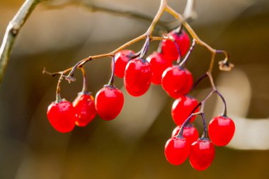 Kışın bir ağacın dalında büyüyen kirazlar. Boise, Idaho 'da kışın yakalandı..