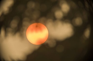 Ağaç dalları arasında zum yapan güneş. Güneş, yakındaki orman yangınlarının neden olduğu yoğun bir duman filtresinden açıkça görülüyor..