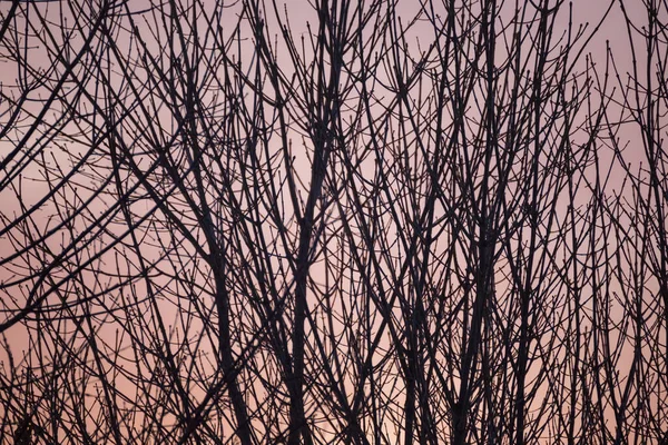 Äste Ohne Blätter Vor Grau Orangefarbenem Himmel Einem Winter Oder — Stockfoto