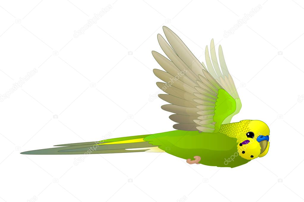 vector cartoon animal clipart: flying budgerigar