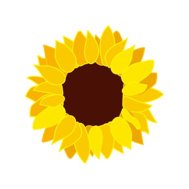 vektör ayçiçeği tohumu baş çiçek