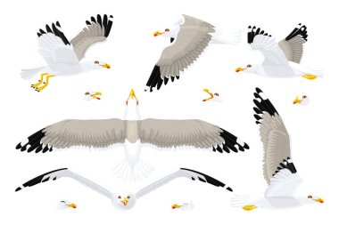 vector seagull sea gull set clipart