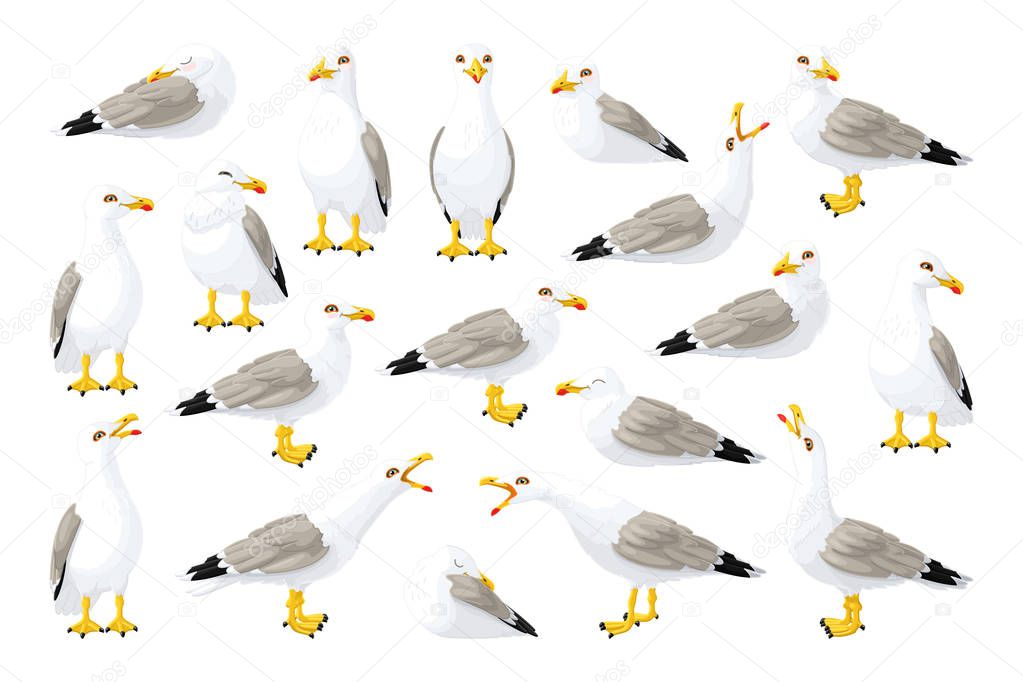 vector seagull sea gull set