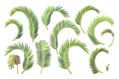 vektör el çizilmiş bitki clipart