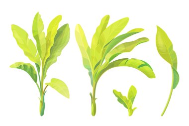 vektör el çizilmiş bitki clipart