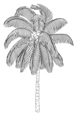 vektör el çizilmiş bitki clipart