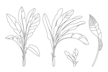 vektör el çizilmiş bitki clipart
