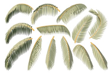 vektör el çizilmiş bitki clipart