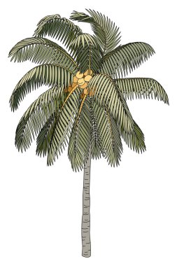 vektör el çizilmiş bitki clipart