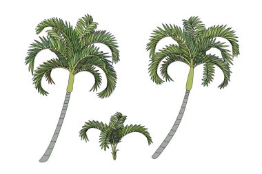 vektör el çizilmiş bitki clipart