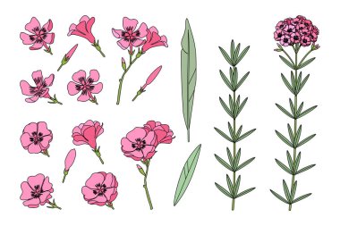 vektör el çizilmiş bitki clipart